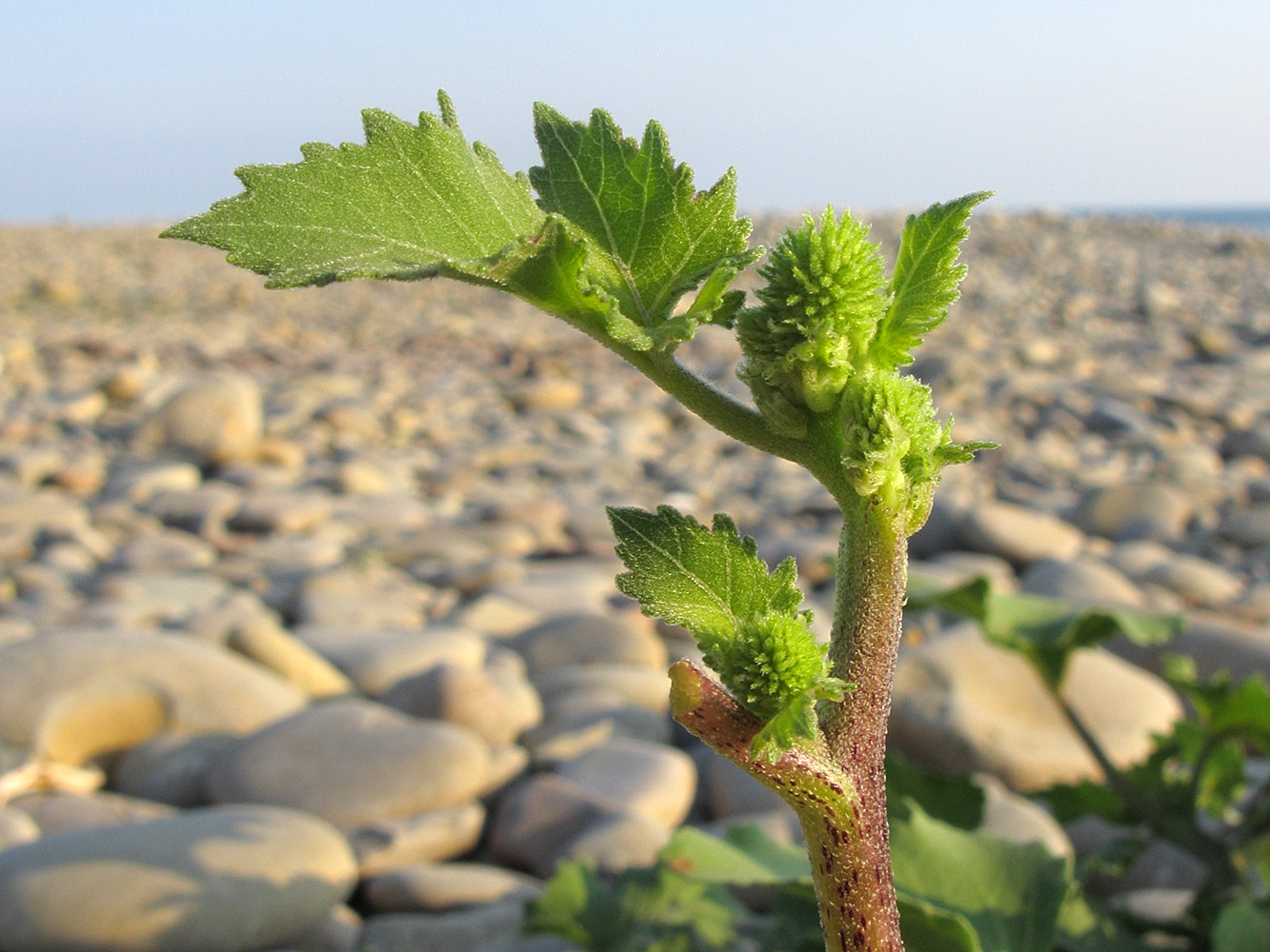 Image of genus Xanthium specimen.