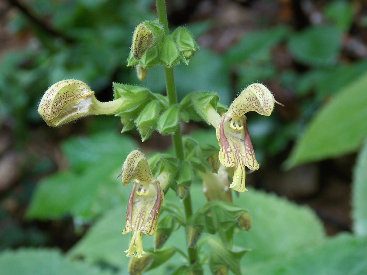 Изображение особи Salvia glutinosa.