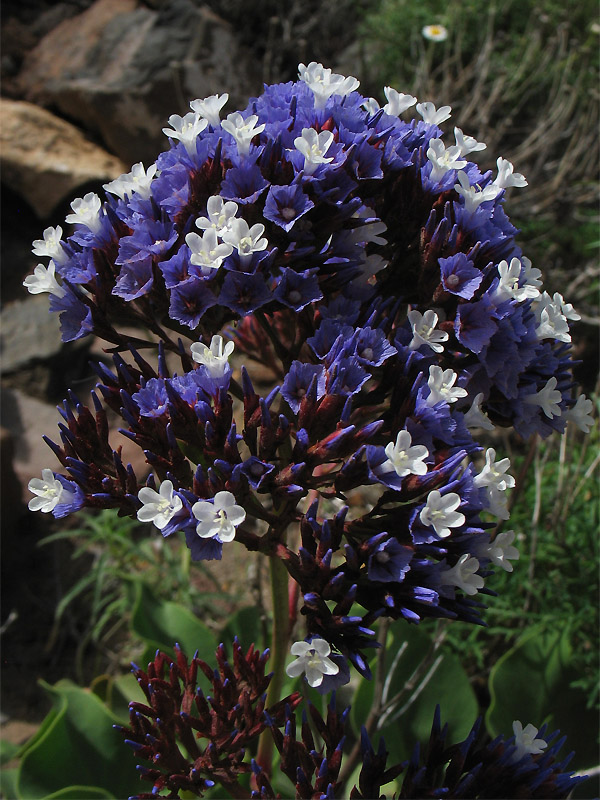 Image of Limonium frutescens specimen.