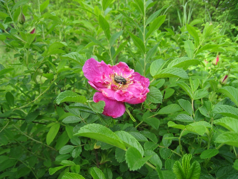 Image of Rosa rugosa specimen.