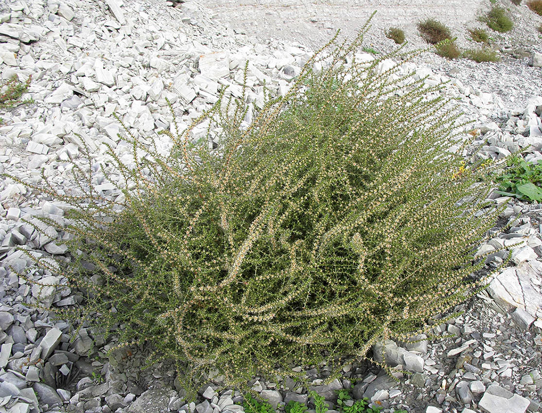 Image of Salsola tragus specimen.