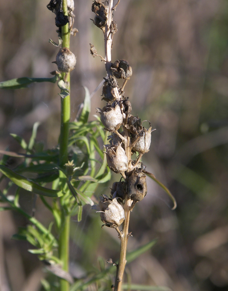 Image of Linaria ruthenica specimen.