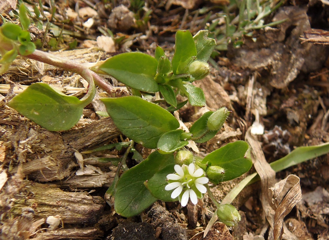 Image of Stellaria media specimen.