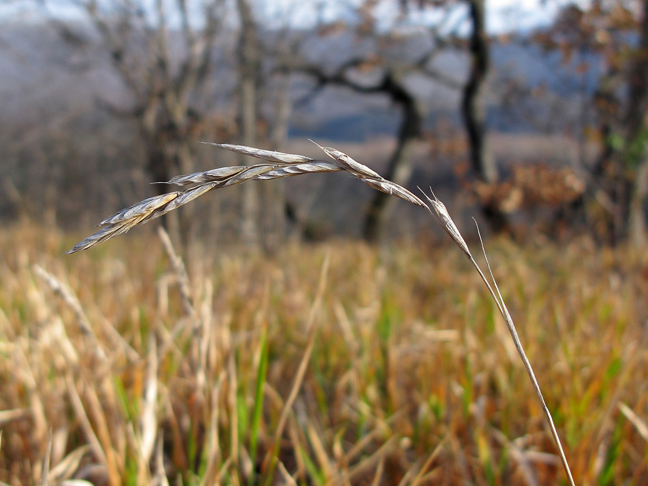 Image of Brachypodium rupestre ssp. caespitosum specimen.