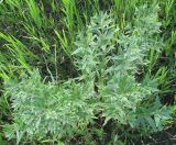 Lithospermum officinale. Плодоносящее растение. Иркутская обл., Иркутский р-н, левый берег р. Иркут, луг. 17.07.2010.