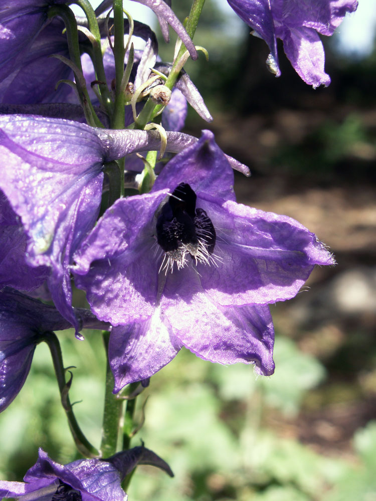 Изображение особи Delphinium iliense.
