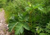 Heracleum dissectum. Растение с развивающимся соцветием. Хакасия, Бейский р-н, долина руч. Черёмуховый, пояс черневой тайги. 17.06.2012.