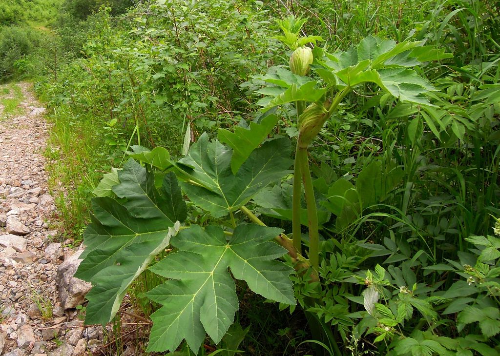 Изображение особи Heracleum dissectum.