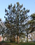 Pinus coulteri. Взрослое растение с шишками. Германия, г. Дюссельдорф, Ботанический сад университета. 02.03.2014.