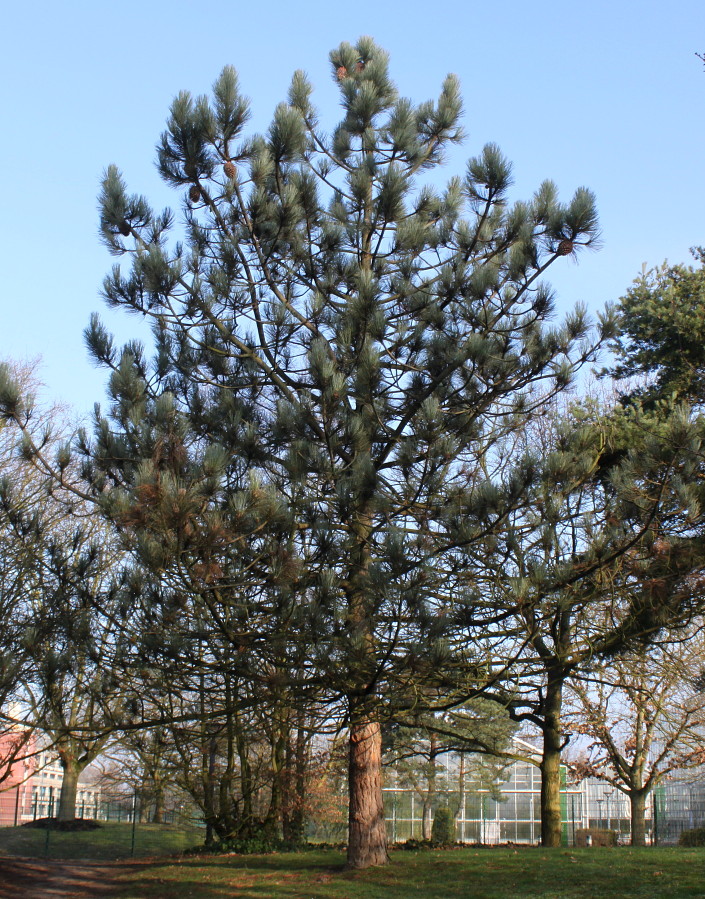 Изображение особи Pinus coulteri.