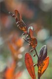 Chamaedaphne calyculata. Верхушка побега с бутонами. Ленинградская обл., Лужский р-н, окр. дер. Сяберо, низкий заболоченный берег озера. 10.03.2014.