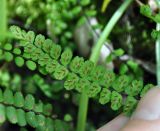 Asplenium trichomanes. Верхушка вайи с сорусами (вид снизу). Нагорный Карабах, окр. г. Шуши, Унотское ущелье. 05.05.2013.