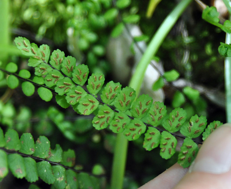 Изображение особи Asplenium trichomanes.