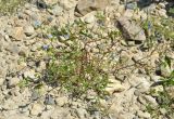 Commelina communis