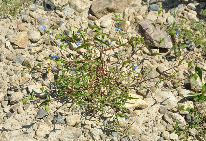 Изображение особи Commelina communis.