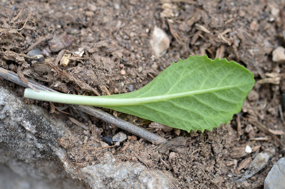 Image of Primula fedtschenkoi specimen.