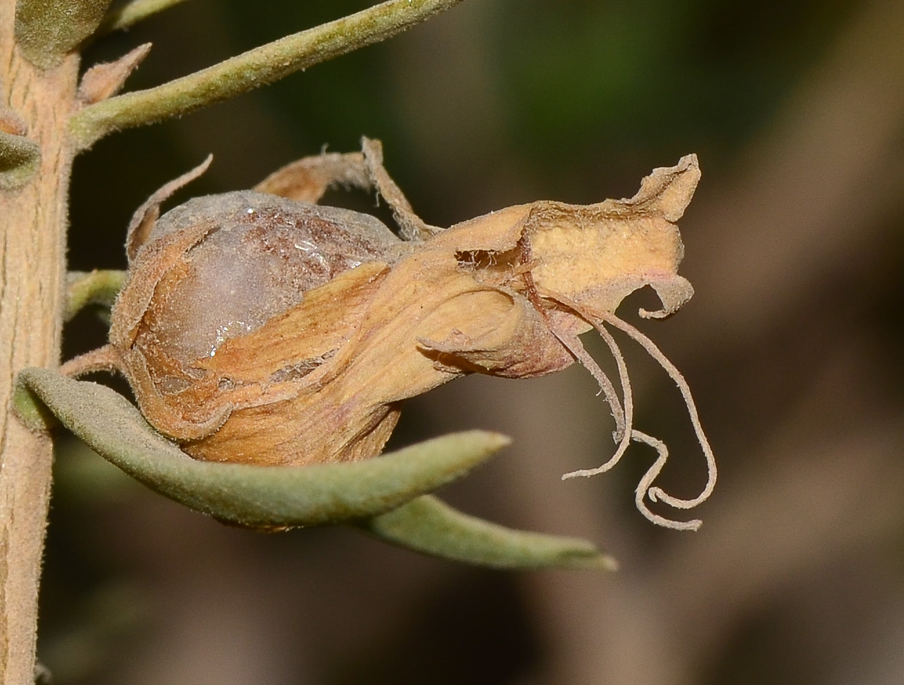 Image of Eremophila maculata specimen.