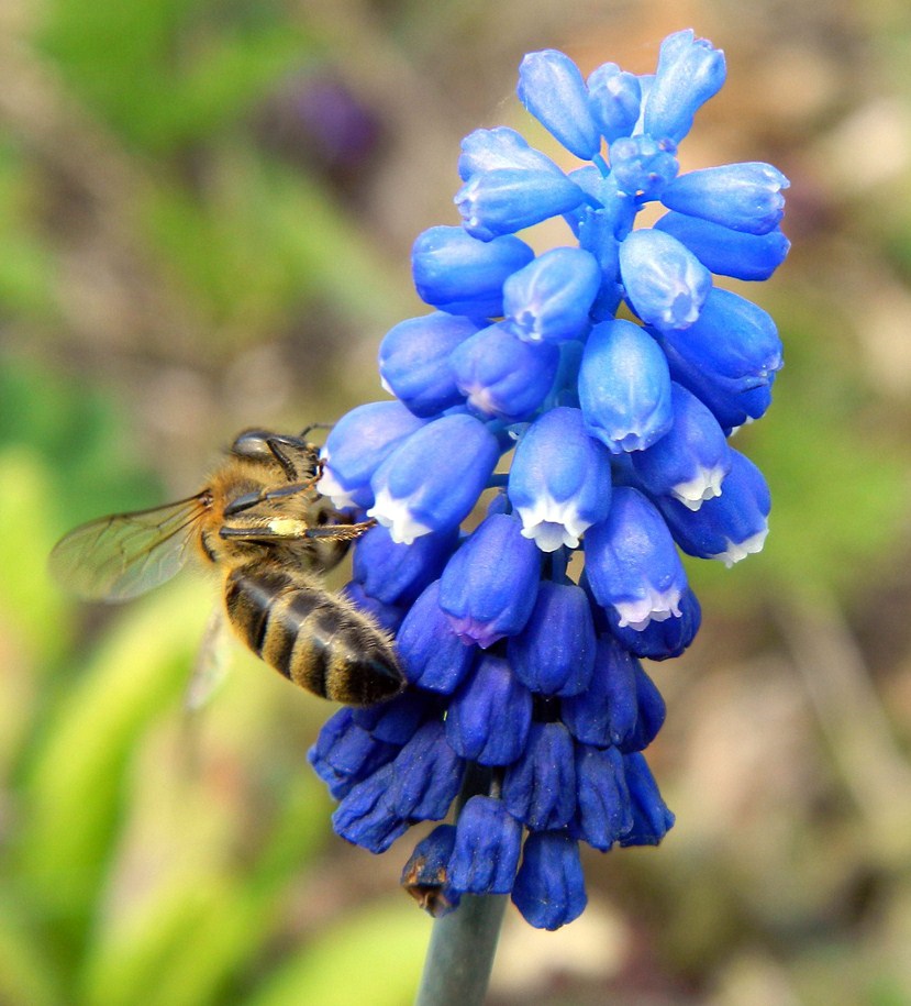 Изображение особи род Muscari.