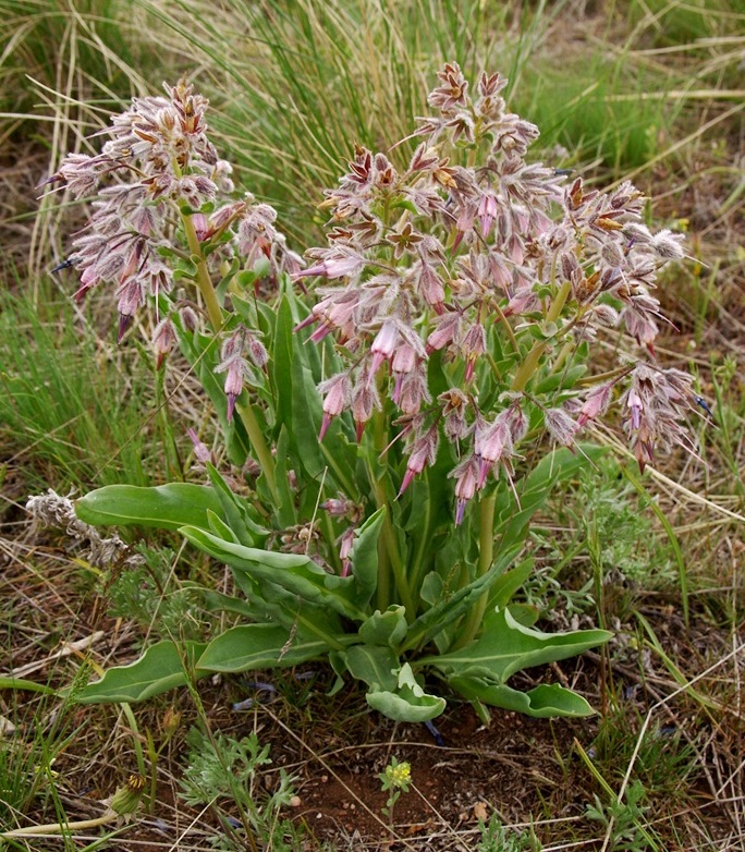 Изображение особи Rindera tetraspis.