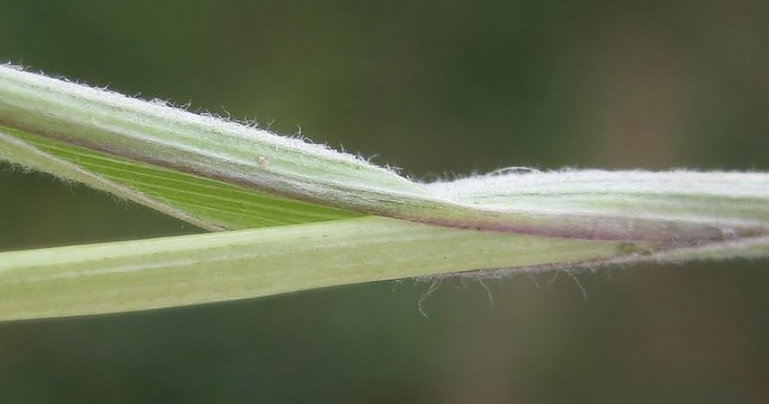 Image of Stipa brauneri specimen.