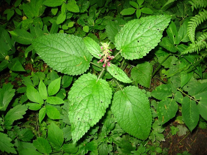 Image of Stachys sylvatica specimen.