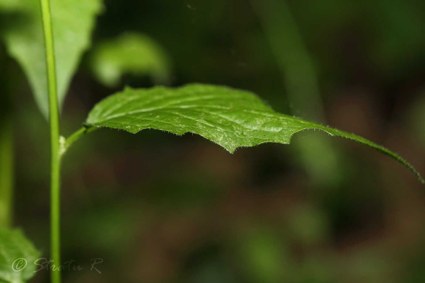 Image of Lapsana communis specimen.