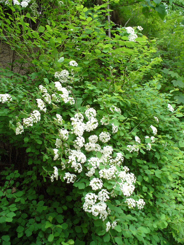 Изображение особи Spiraea &times; vanhouttei.