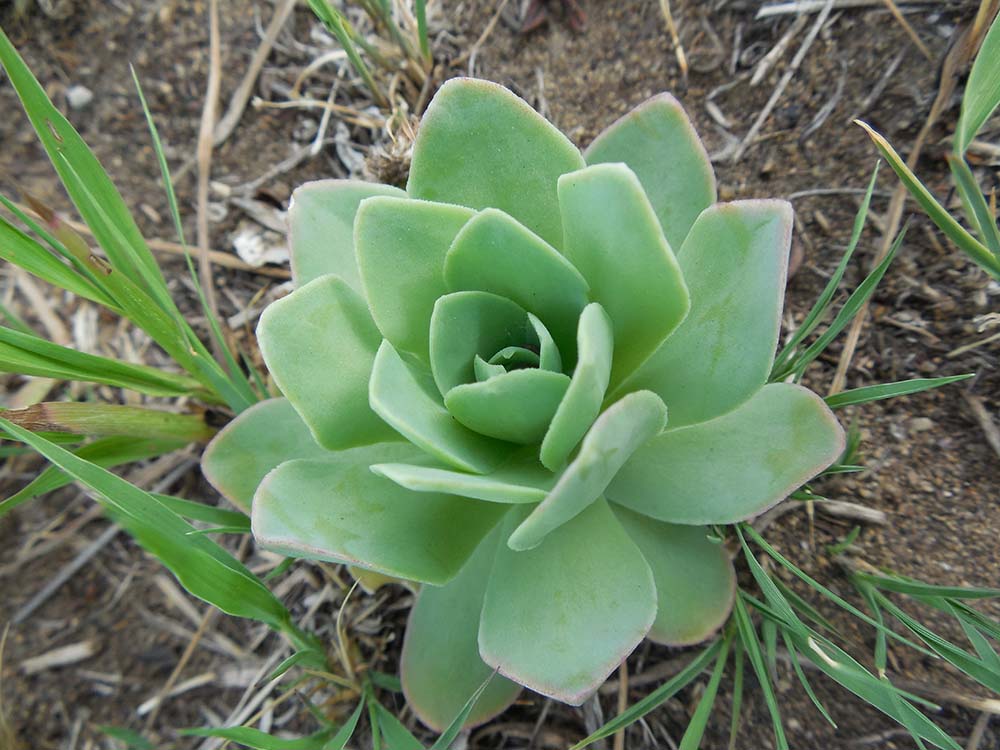 Изображение особи Orostachys malacophylla.