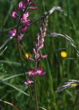 genus Onobrychis. Соцветие. Словения, регион Нижняя Посавска, окр. дер. Planina v Podbočju, сухой луг. 12.05.2014.