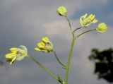 Thalictrum minus. Верхушка соцветия. Германия, г. Дюссельдорф, Ботанический сад университета. 02.06.2014.