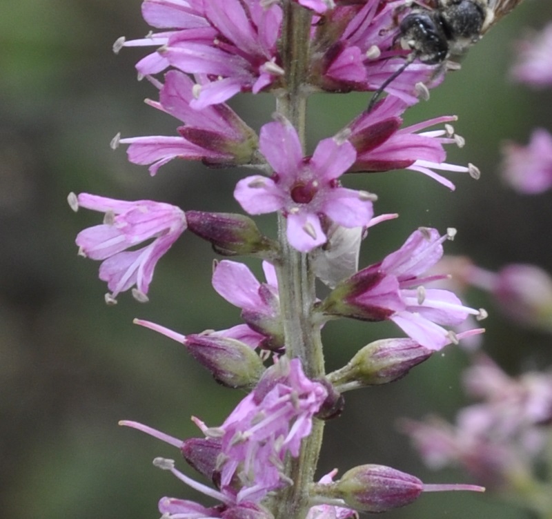 Image of Lysimachia dubia specimen.