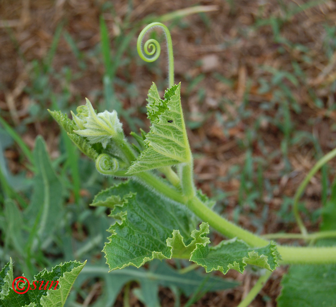 Image of Cucurbita pepo specimen.