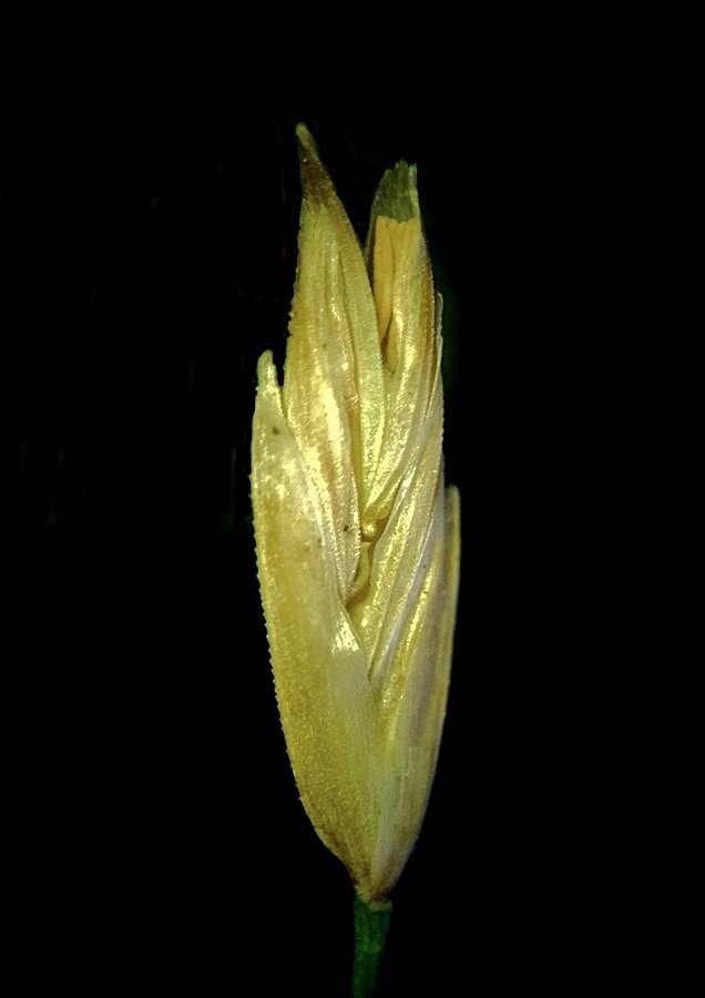 Image of Glyceria spiculosa specimen.
