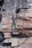 Campanula rotundifolia. Растение, укоренившееся в расщелине прибрежной скалы (наблюдается около 10 лет) Кольский полуостров, Восточный Мурман, Дальние Зеленцы, мыс Аварийный.