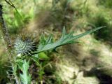 Cirsium vulgare. Часть побега с нераспустившимся пазушным соцветием. Ярославль, Петропавловский парк, обочина аллеи. 13 июля 2014 г.