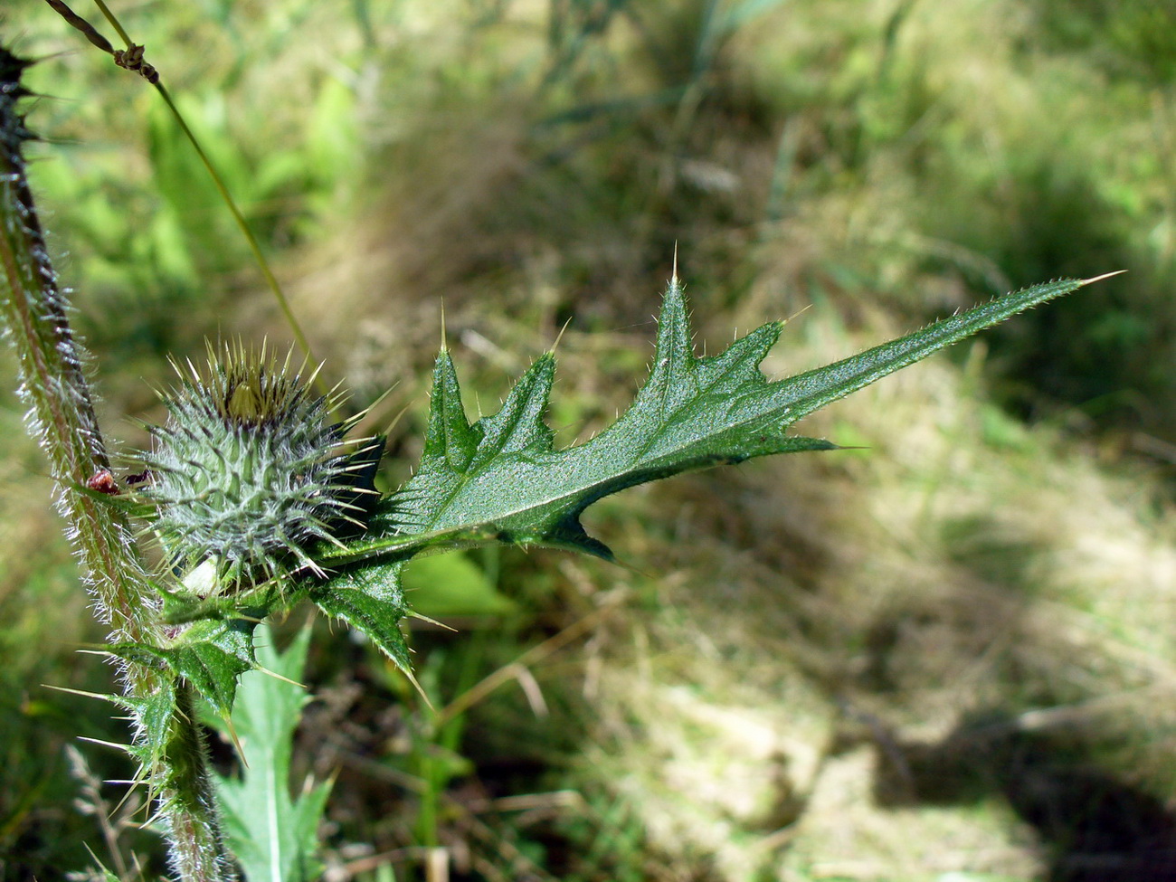 Изображение особи Cirsium vulgare.