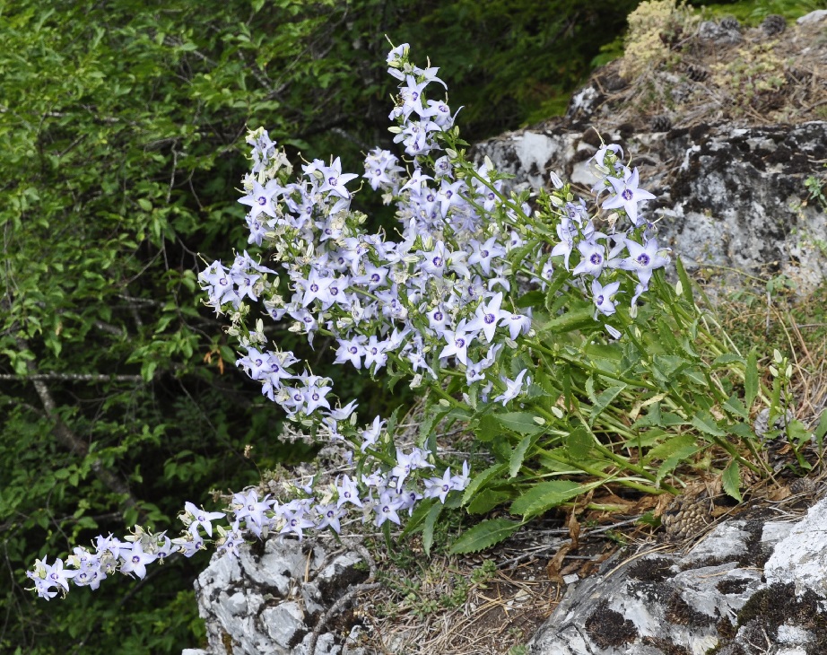 Image of Campanula versicolor specimen.