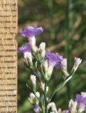 Limonium coriarium