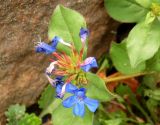 Ceratostigma willmottianum. Верхушка цветущего побега. Украина, Кривой Рог, Ботанический сад НАН Украины, рокарий. 16.08.2014.