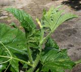 Cucurbita pepo. Верхняя часть побега ('Microcarpina'). Германия, г. Дюссельдорф, Ботанический сад университета. 03.07.2014.
