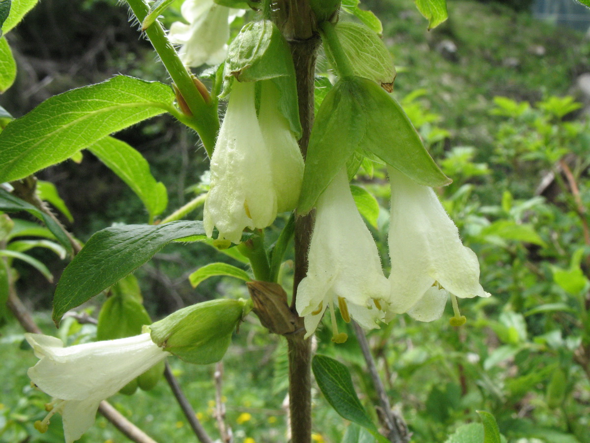 Image of Lonicera hispida specimen.