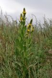 Verbascum thapsus