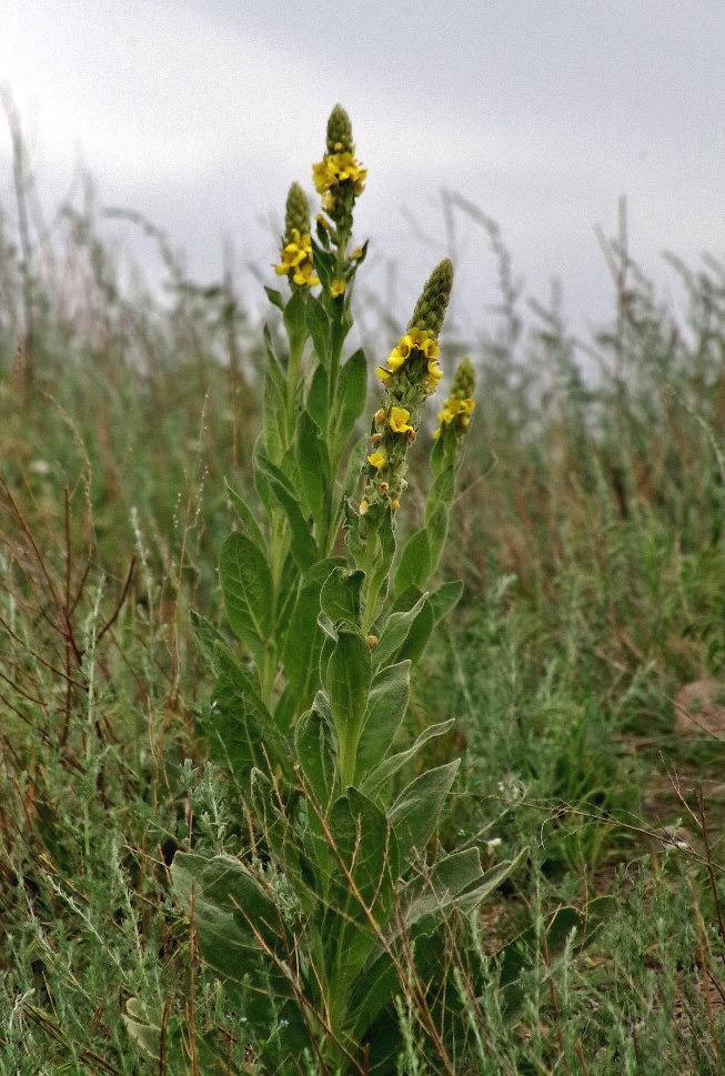 Image of Verbascum thapsus specimen.