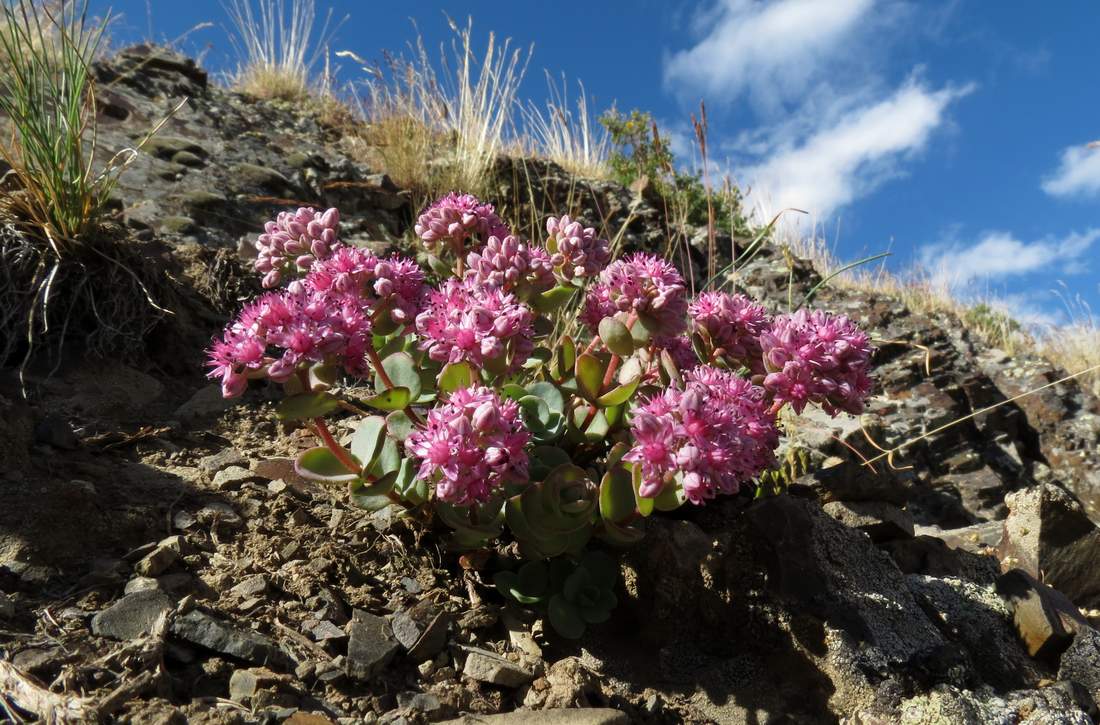 Изображение особи Hylotelephium ewersii.