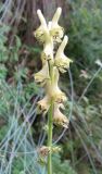 Aconitum sukaczevii