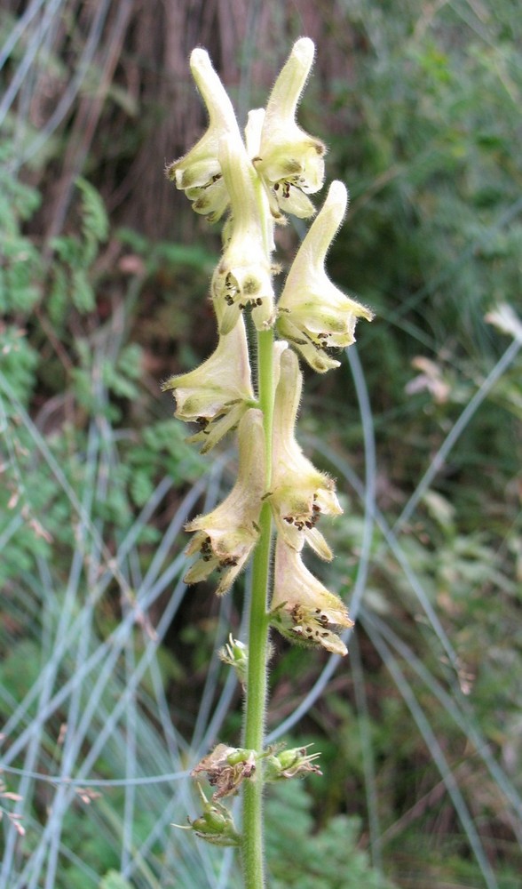 Изображение особи Aconitum sukaczevii.