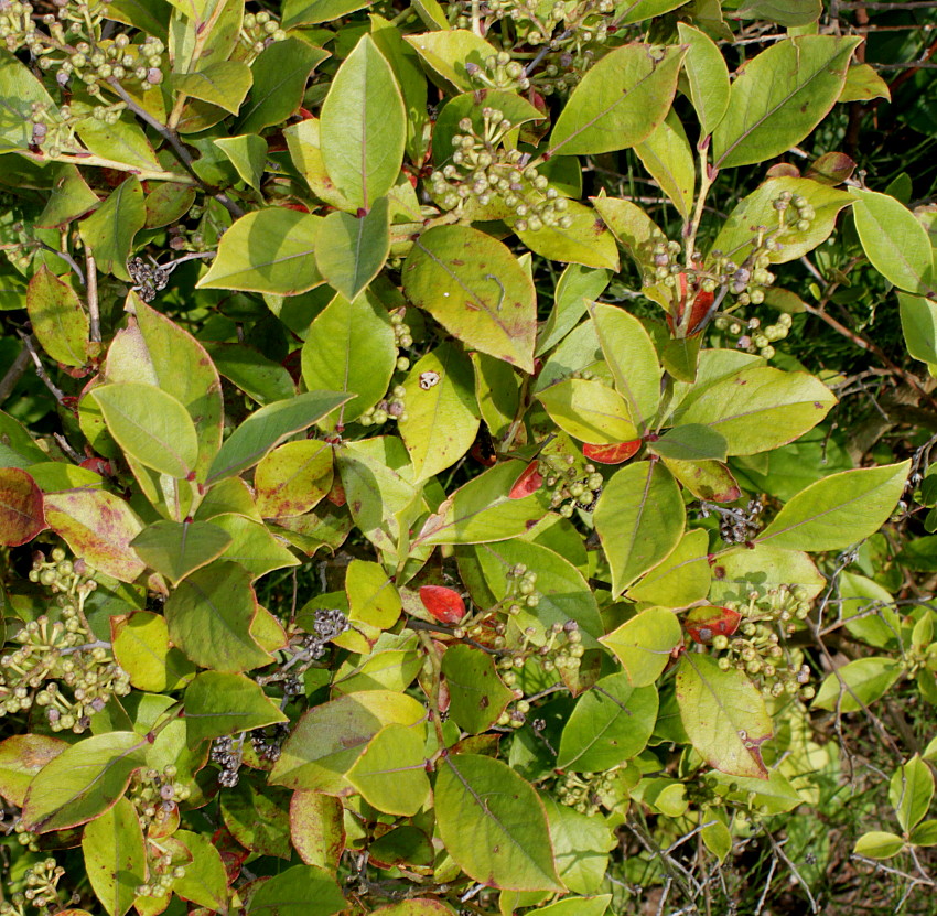 Изображение особи Lyonia ligustrina.