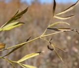 Clematis hexapetala. Часть побега. Амурская обл., в ~ 40 км севернее Благовещенска, пологие холмы. 01.10.2014.