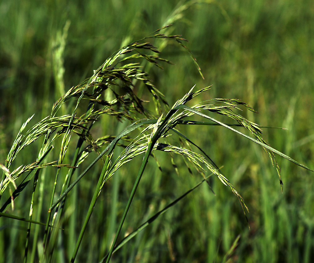 Изображение особи Festuca arundinacea.