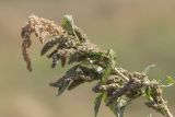 Amaranthus retroflexus